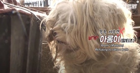 쓰러지는 강아지, 방송에서 안타까운 원인 밝혔다 (영상) | 위키트리 목욕만 하면 발작해서 쓰러지는 강아지, 방송에서 안타까운 원인 밝혔다 (영상)