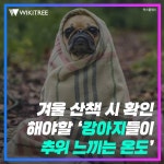 겨울 산책 시 확인 해야할 ‘강아지들이 추위 느끼는 온도’ | 위키트리 겨울 산책 시 확인 해야할 ‘강아지들이 추위 느끼는 온도’