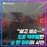 살고 싶소... 도로 역주행한 소 한 마리의 사연 | 위키트리 살고 싶소... 도로 역주행한 소 한 마리의 사연