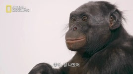 웬만한 애들보다 사진 잘 찍는다는 보노보 (영상) | 위키트리 웬만한 애들보다 사진 잘 찍는다는 보노보 (영상)