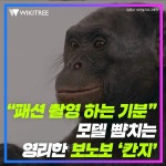 패션 촬영 하는 기분 모델 뺨치는 영리한 보노보 칸지 | 위키트리 패션 촬영 하는 기분 모델 뺨치는 영리한 보노보 칸지