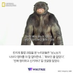 패션 촬영 하는 기분 모델 뺨치는 영리한 보노보 칸지 | 위키트리 패션 촬영 하는 기분 모델 뺨치는 영리한 보노보 칸지