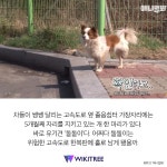 졸음쉼터에 버려진 강아지가 5개월째 하고있는 행동 | 위키트리 졸음쉼터에 버려진 강아지가 5개월째 하고있는 행동