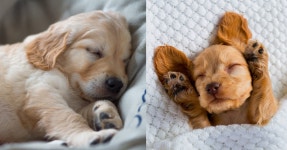 “강아지들은 어떤 꿈을 꿀까?”...평소 궁금했던 강아지 꿈 세계 5 | 위키트리 “강아지들은 어떤 꿈을 꿀까?”...평소 궁금했던 강아지 꿈 세계 5