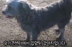 길 잃은 치매 할머니, 곁에 있던 까만 강아지 덕에 가족 찾았다 | 위키트리 길 잃은 치매 할머니, 곁에 있던 까만 강아지 덕에 가족 찾았다