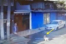 묻지마 폭행당하는 주인 지키려고 괴한에게 몸 던진 강아지 (영상) | 위키트리 묻지마 폭행당하는 주인 지키려고 괴한에게 몸 던진 강아지 (영상) 