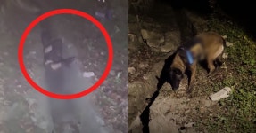 산속 교량에 끼여 실종된 할머니 발견하자 경찰견이 한 행동 (영상) | 위키트리 산속 교량에 끼여 실종된 할머니 발견하자 경찰견이 한 행동 (영상)