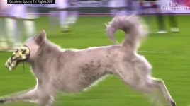 축구 경기 중 난입한 떠돌이 개, 놀라운 결말 맞았다 | 위키트리 축구 경기 중 난입한 떠돌이 개, 놀라운 결말 맞았다