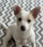 “구조 후 입양 갔던 유기견이 2달 뒤 다시 무덤가에 버려졌습니다” | 위키트리 “구조 후 입양 갔던 유기견이 2달 뒤 다시 무덤가에... 