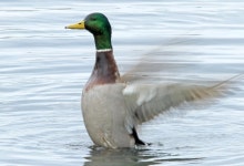 “손정민 씨 실종 당시 한강 입수자, 청둥오리일 가능성 있다” | 위키트리 “손정민 씨 실종 당시 한강 입수자, 청둥오리일 가능성 있다”