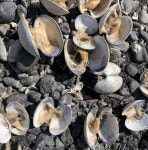 살인적인 폭염… 해변의 조개가 삶은 것처럼 이렇게 익어버렸다 (사진) | 위키트리 살인적인 폭염… 해변의 조개가 삶은 것처럼 이렇게... 