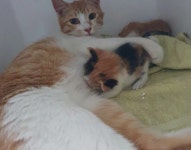 길고양이 쉼터 내동댕이 사건 파장… 아기 고양이 눈이 이렇게 됐습니다 | 위키트리 길고양이 쉼터 내동댕이 사건 파장… 아기 고양이 눈이... 