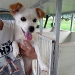 사람 보면 좋다고 꼬리 흔드는 애교 많은 강아지가 가족을 찾습니다 | 위키트리 사람 보면 좋다고 꼬리 흔드는 애교 많은 강아지가 가족을 찾습니다