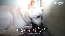 믿었던 주인에게 배신당한 강아지가 보인 반응... 모두를 울렸다 (영상) | 위키트리 믿었던 주인에게 배신당한 강아지가 보인 반응... 모두를... 