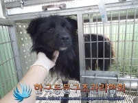 “김치 찌꺼기만 먹다 구조된 깜상이에게 시간이 얼마 남지... “김치 찌꺼기만 먹다 구조된 깜상이에게 시간이 얼마 남지 않았습니다” [함께할개]