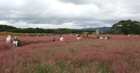 [포토]경주 동부사적지 핑크뮬리 장관.. 경주시 단지 조성 | 위키트리 [포토]경주 동부사적지 핑크뮬리  장관.. 경주시 단지 조성