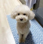 “2주마다 미용실 가며 사랑받던 몽실이, 더는 주인과 함께할 수 없습니다” [함께할개] | 위키트리 “2주마다 미용실 가며 사랑받던 몽실이, 더는... 