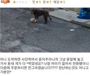 “햄버거 배달시켰는데…동네 강아지한테 다 빼앗겼습니다” (전말) | 위키트리  “햄버거 배달시켰는데…동네 강아지한테 다 빼앗겼습니다”... 