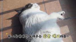 사비로 길고양이 챙기고 유기견 입양… 온앤오프 MK의 남다른 동물 사랑 | 위키트리 사비로 길고양이 챙기고 유기견 입양… 온앤오프 MK의... 