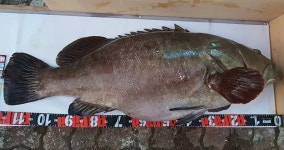 제주 낚시꾼이 무려 31㎏ 초대형 다금바리 낚았다…50∼60인분 (사진 3장) | 위키트리 제주 낚시꾼이 무려 31㎏ 초대형 다금바리 낚았다... 