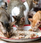 “고양이 밥자리 옮겨달라고 캣맘들에게 정중하게 부탁했더니... 이렇게 됐습니다” | 위키트리 “고양이 밥자리 옮겨달라고 캣맘들에게 정중하게... 