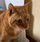 치매 고양이와 함께 사는 누리꾼이 남긴 가슴 먹먹한 댓글... 코끝이 찡해진다 | 위키트리 치매 고양이와 함께 사는 누리꾼이 남긴 가슴 먹먹한... 