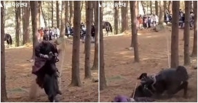 태종 이방원 동물 학대 논란 일파만파... 죽은 말 주인 A씨 입 열었다 | 위키트리 태종 이방원 동물 학대 논란 일파만파... 죽은 말 주인 A씨 입... 