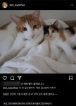 “저런 식으로 누워 있는 심리가 궁금”…김건희 여사 SNS 장악한 이것의 정체 | 위키트리 “저런 식으로 누워 있는 심리가 궁금”…김건희... 