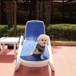 “15일까지…” 펫팸족에게 많은 사랑 받았던 댕댕워터파크 너무... 펫팸족에게 많은 사랑 받았던 댕댕워터파크 너무 아쉬운 소식 전해졌다