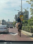 오늘(10일) 부천 소새울 도로 상황… 말을 타고 다니는 사람이 있습니다 | 위키트리 오늘(10일) 부천 소새울 도로 상황…  말을 타고 다니는... 