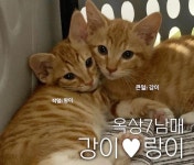건물 옥상서 태어난 고양이 형제 강이와 랑이, 사연이 기구합니다... 옥상서 태어난 고양이 형제 강이와 랑이, 사연이 기구합니다 [함께할개]
