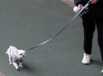 목줄 풀린 맹견 만났다면…절대 하면 안 되는 행동 3가지 | 위키트리 목줄 풀린 맹견 만났다면…절대 하면 안 되는 행동 3가지 