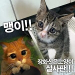 “이 유기묘, 장화신은 고양이 실사판인 줄 알았습니다” (+사진) [함께할개] | 위키트리  “이 유기묘, 장화신은 고양이 실사판인 줄... 