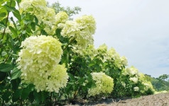 전남 함평천지길,새하얀 목수국 장관(사진+영상) | 위키트리 전남 함평천지길,새하얀 목수국 장관(사진+영상)