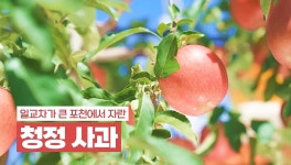 해독기능 좋고 당도 높은 새콤달콤의 끝판왕 포천 사과 | 위키트리 해독기능 좋고 당도 높은 새콤달콤의 끝판왕 포천 사과