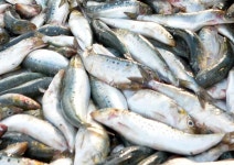 해운대 해수욕장 앞바다에서 기겁할 광경이 포착됐다, 저게 다 물고기다 (사진) | 위키트리 해운대 해수욕장 앞바다에서 기겁할 광경이 포착됐다... 