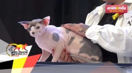 올해 세계에서 가장 예쁜 고양이 대회서 최종 우승 차지한 미묘들 | 위키트리 올해 세계에서 가장 예쁜 고양이 대회서 최종 우승 차지한 미묘들