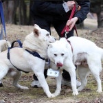 “동물병원 가면 될 일인데”...풍산개 예산에 1억5000만원 쓰겠다는... 풍산개 예산에 1억5000만원 쓰겠다는 광주시에 네티즌 발칵
