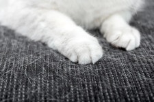 “제발 고양이 용품 세탁하지 마” 코인 빨래방 업주, 화나도 단단히 화났다 | 위키트리 “제발 고양이 용품 세탁하지 마” 코인 빨래방 업주... 