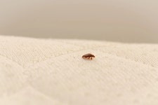 서울 모텔서 자고 온몸에 두드러기…침대 들추자 끔찍한 장면 펼쳐졌다 (실제 사진) | 위키트리 서울 모텔서 자고 온몸에 두드러기…침대 들추자... 