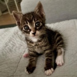 “미묘가 될 상…” 주목받은 유기묘, 안타까운 사연 알려졌다 [함께할개] | 위키트리  “미묘가 될 상…” 주목받은 유기묘, 안타까운 사연... 