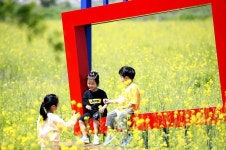 포토]광주시 북구, 산동교친수공원 유채꽃 만발 | 위키트리 포토]광주시 북구, 산동교친수공원 유채꽃 만발