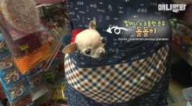 얼마 못 산다는 수의사 말 들을까 봐 귀 막아주는 할머니 (SNS 퍼진... 못 산다는 수의사 말 들을까 봐 귀 막아주는 할머니 (SNS 퍼진 사진의 정체)