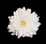 오스카상 남우조연상 배우 앨런 아킨 별세...향년 89세 | 위키트리 오스카상 남우조연상 배우 앨런 아킨 별...