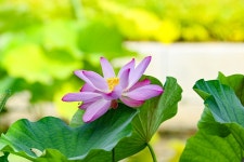 국립세종수목원서 700년 전통 아라홍련과 토종 법수홍련 꽃피워 | 위키트리 국립세종수목원서 700년 전통 아라홍련과 토종 법수홍련 꽃피워