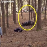 말 고꾸라뜨려 폐사… 동물 학대 논란 ‘태종 이방원’ 제작진, 결국... 폐사… 동물 학대 논란 ‘태종 이방원’ 제작진, 결국 이런 최후 맞았다