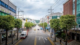 인천 계양구, 쾌적한 명품 은행나무 가로수길 조성 | 위키트리 인천 계양구, 쾌적한 명품 은행나무 가로수길 조성