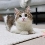 병으로 3번이나 파양 당한 고양이, 입양자 중 그 누구도 치료해주지... 3번이나 파양 당한 고양이, 입양자 중 그 누구도 치료해주지 않았다 [함께할개]