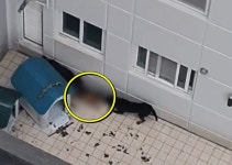 “부천 한 오피스텔 테라스에서 맹견 2마리가 셰퍼드를 물어뜯고 있어요” | 위키트리 “부천 한 오피스텔 테라스에서 맹견 2마리가 셰퍼드를... 