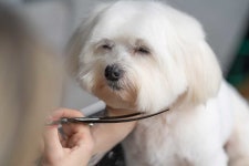 너무 뻔뻔하네요 미용 중 반려견 죽인 창원 애견숍…7개월 째... 뻔뻔하네요 미용 중 반려견 죽인 창원 애견숍…7개월 째 영업 중